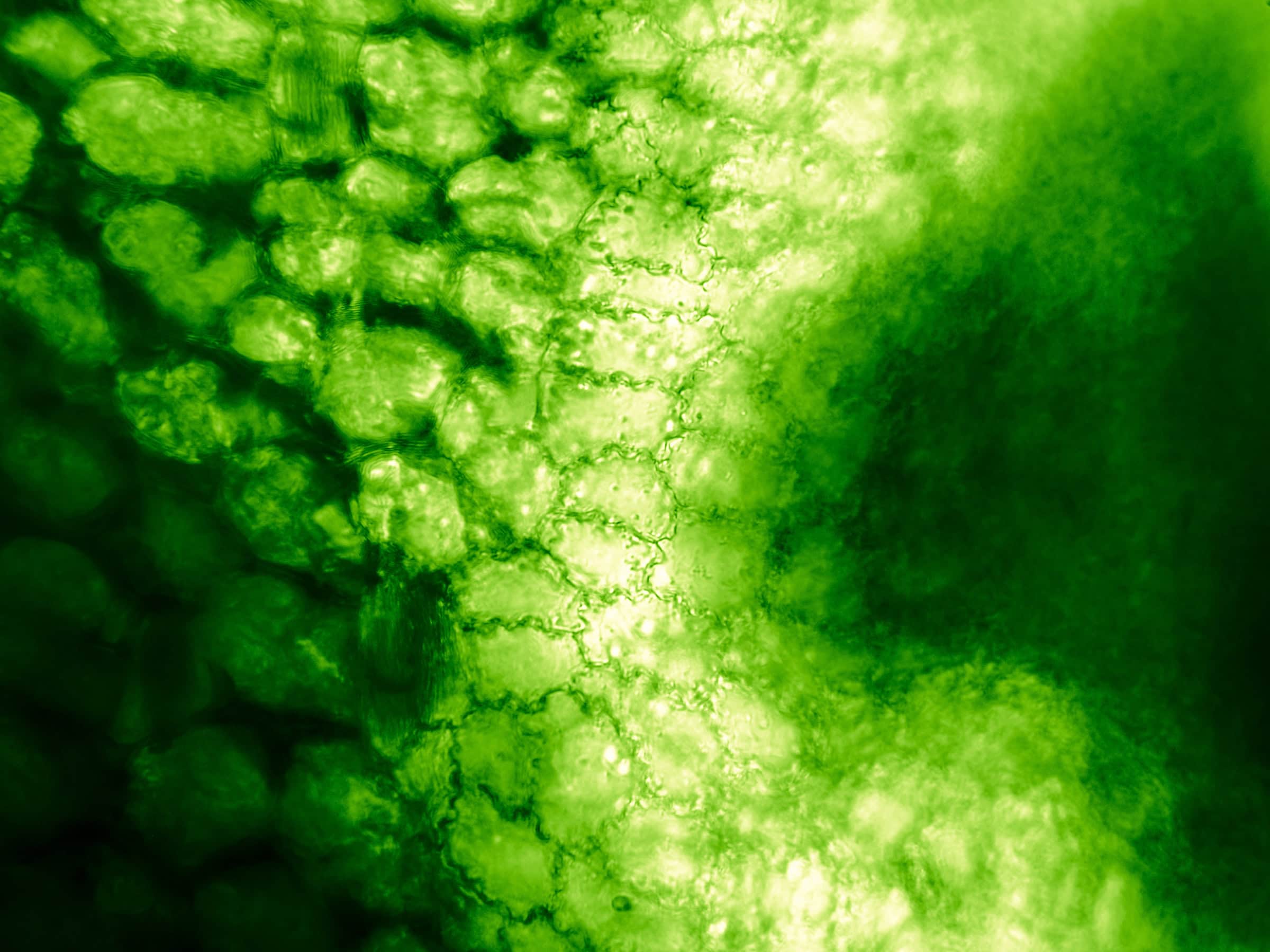 Microscopic view of raw materials used in creating fiber packaging.